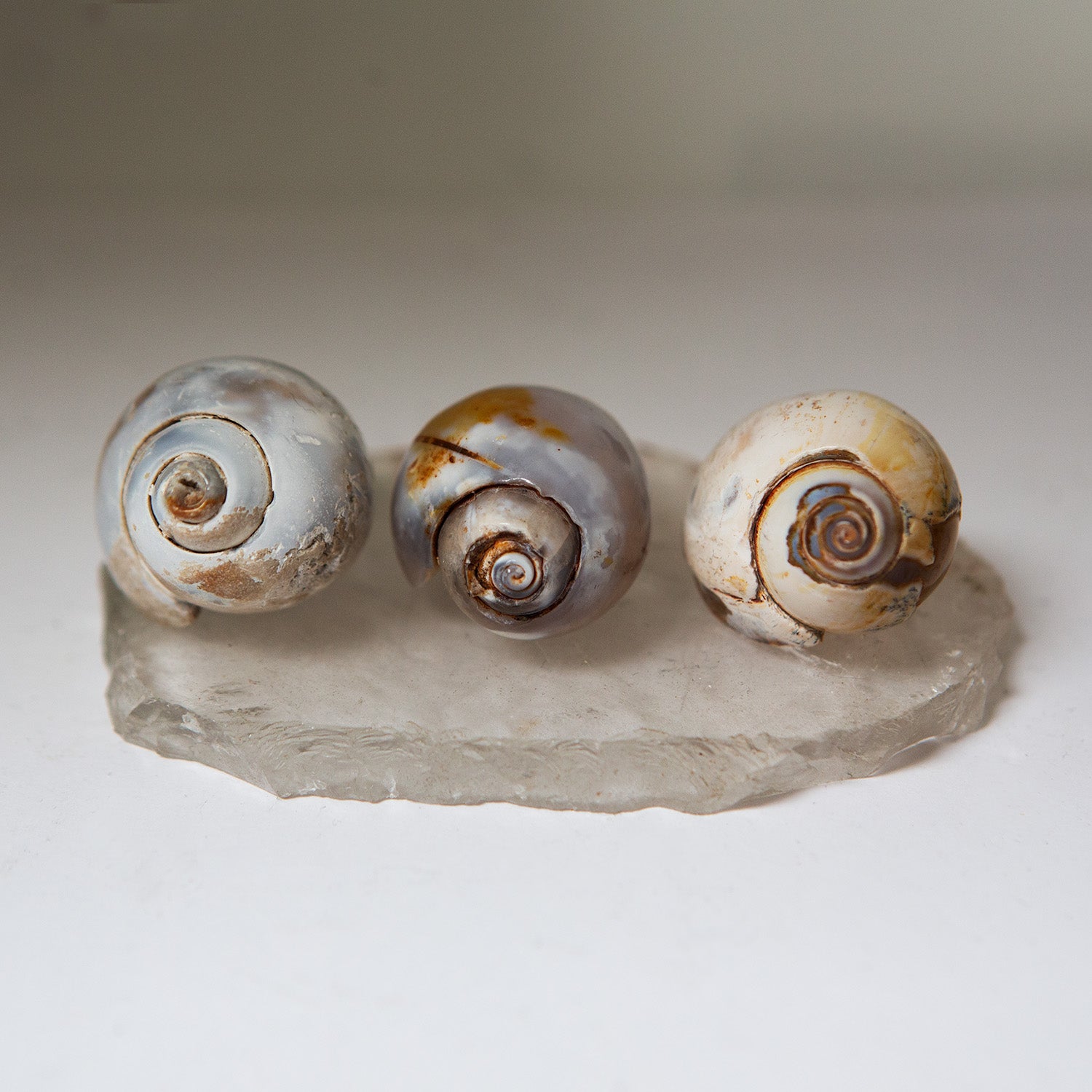 Agatized Gastropod Fossils