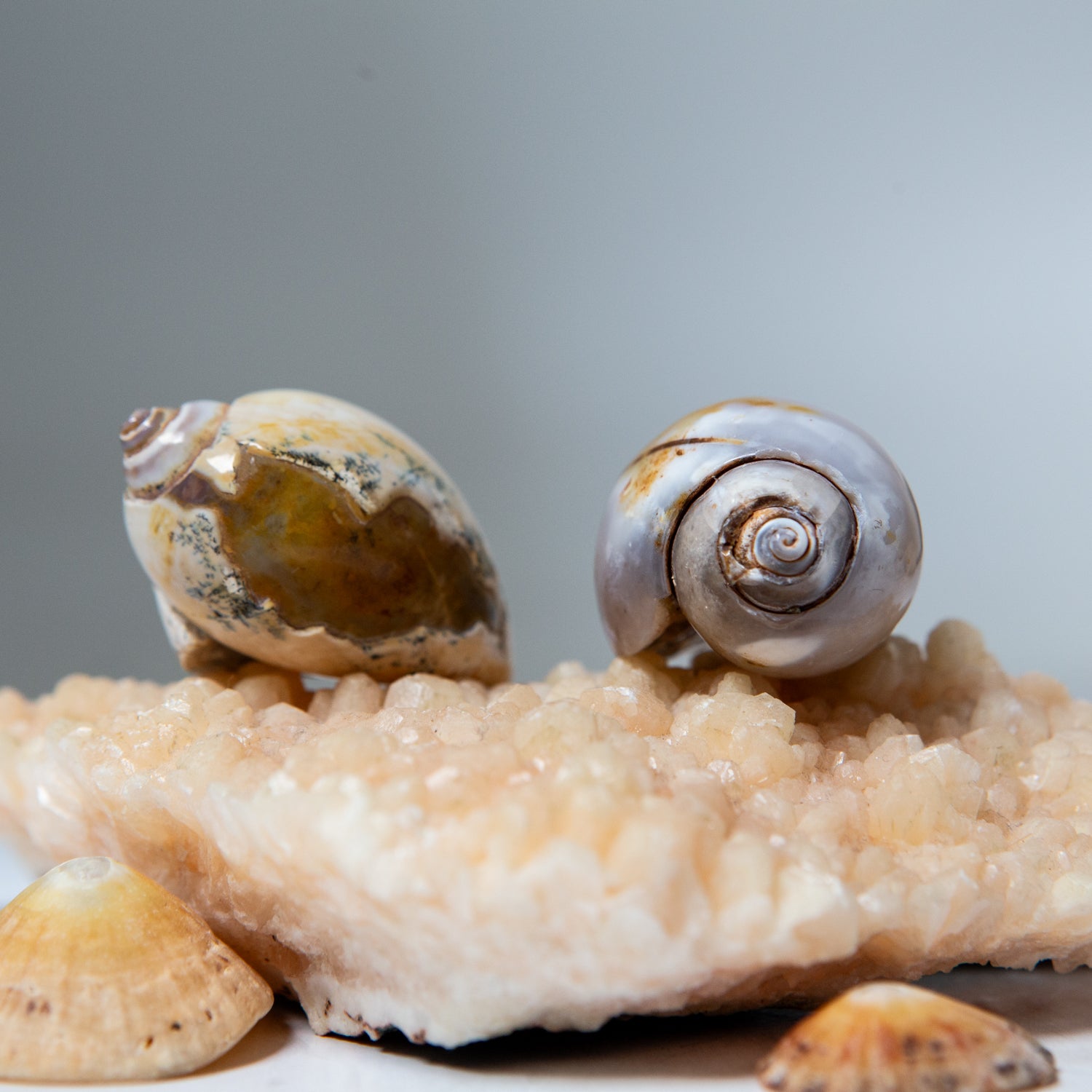 Agatized Gastropod Fossils