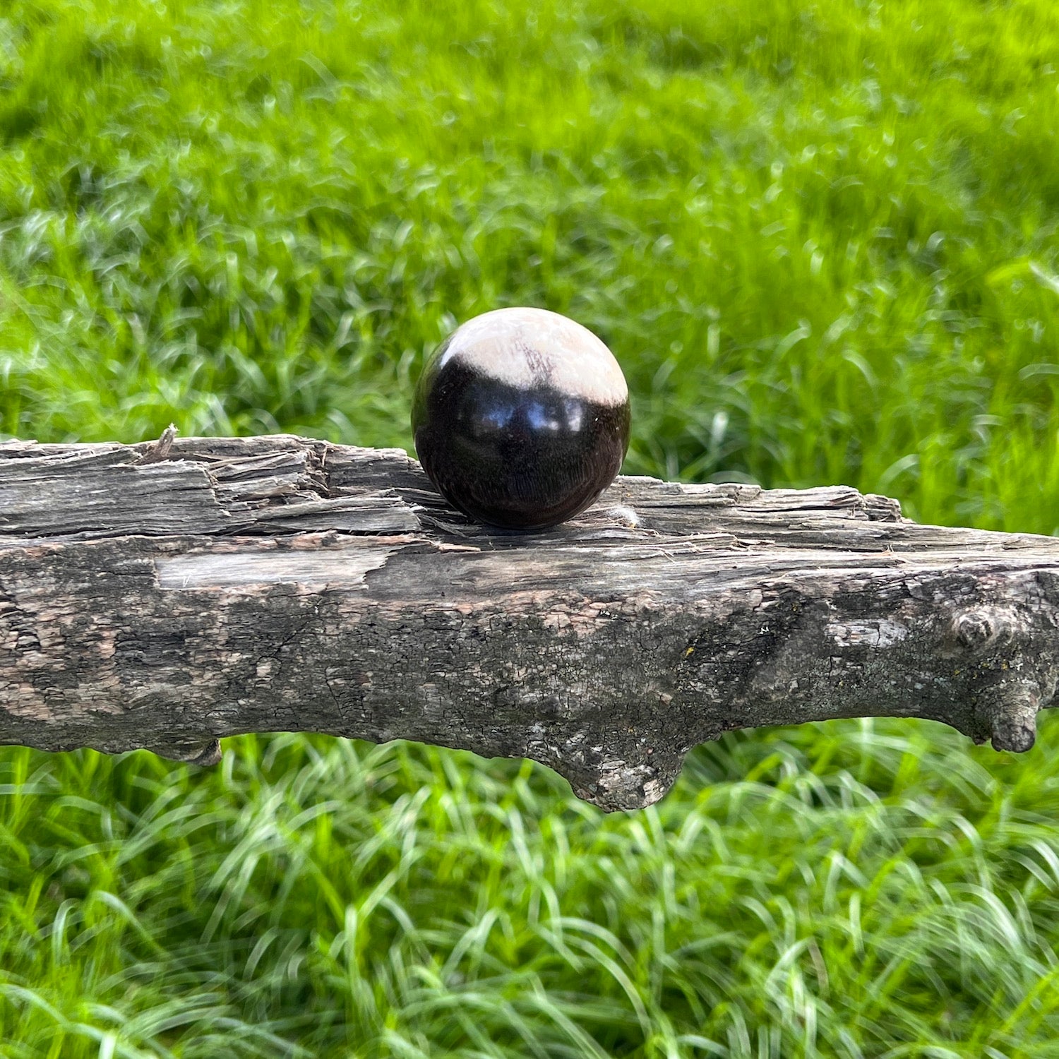 Unique Petrified wood Sphere from Java