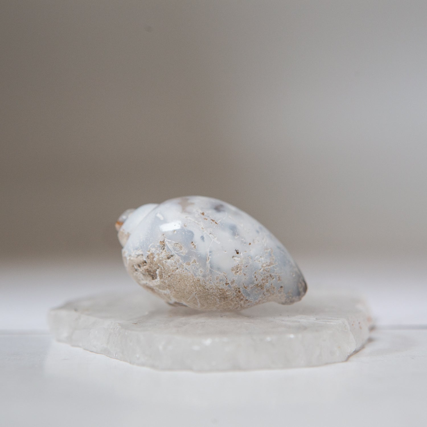 Agatized Gastropod Fossils