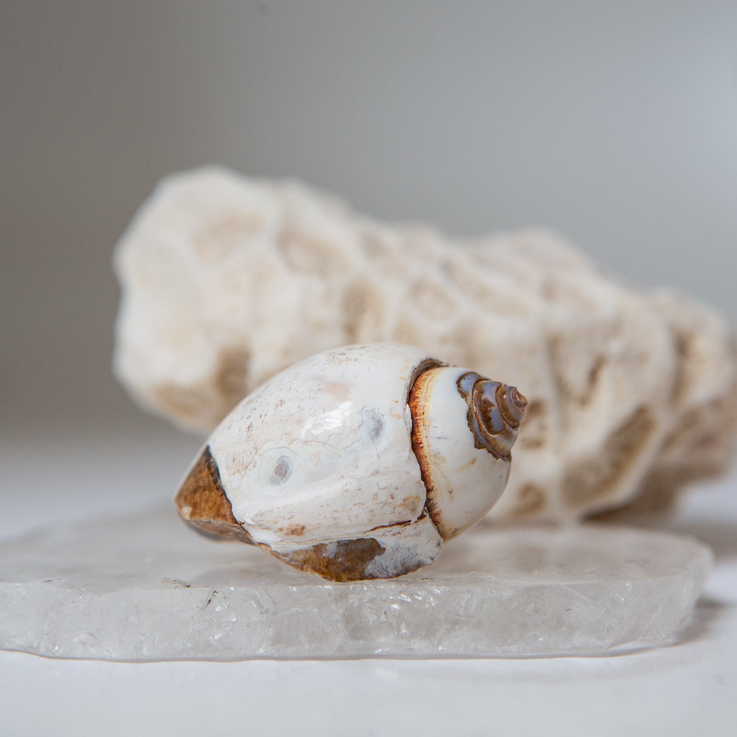 Agatized Gastropod Fossils