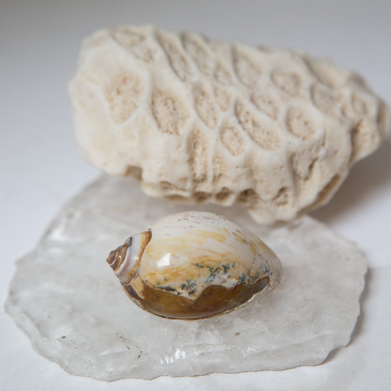 Agatized Gastropod Fossils