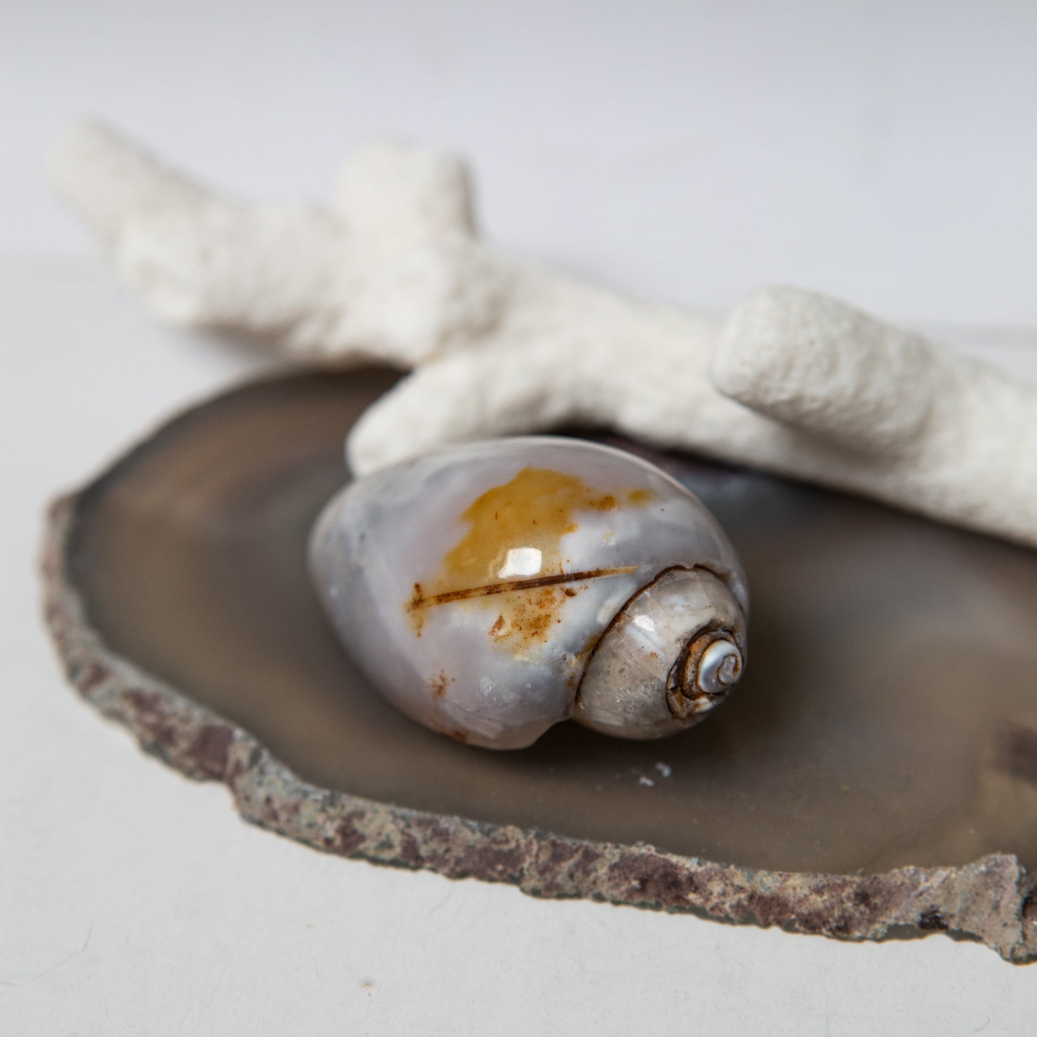 Agatized Gastropod Fossils