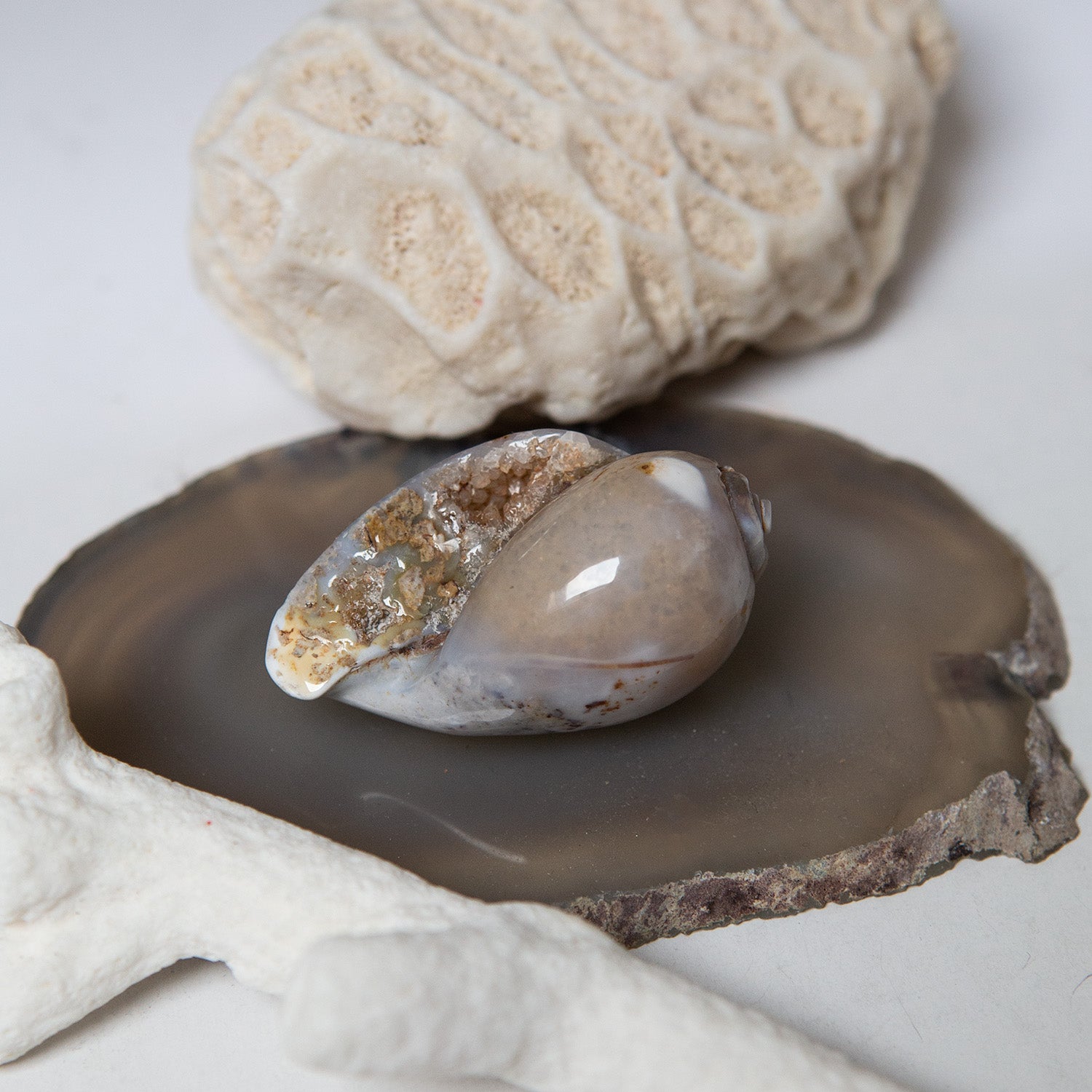 Agatized Gastropod Fossils