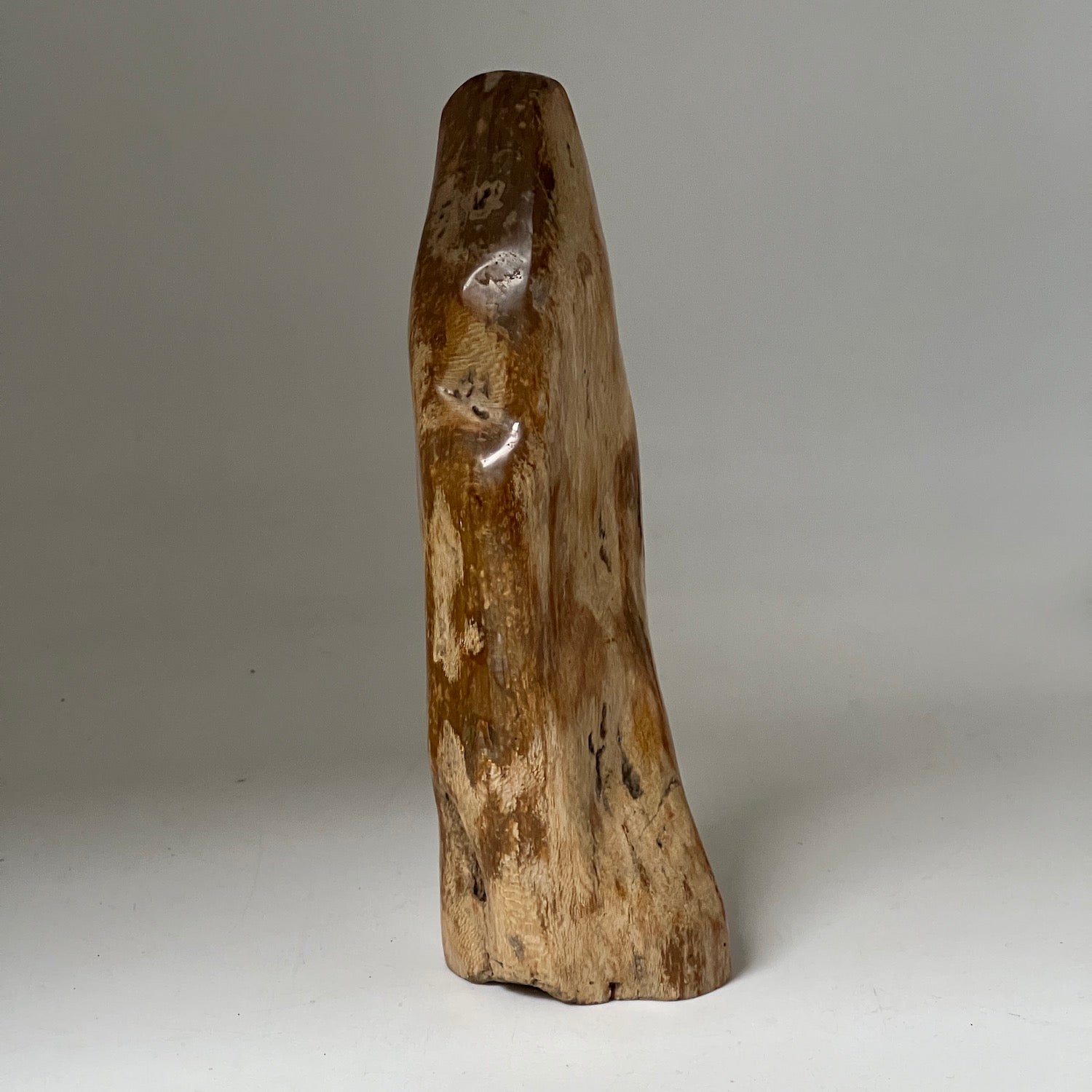 Petrified wood gifts clearance