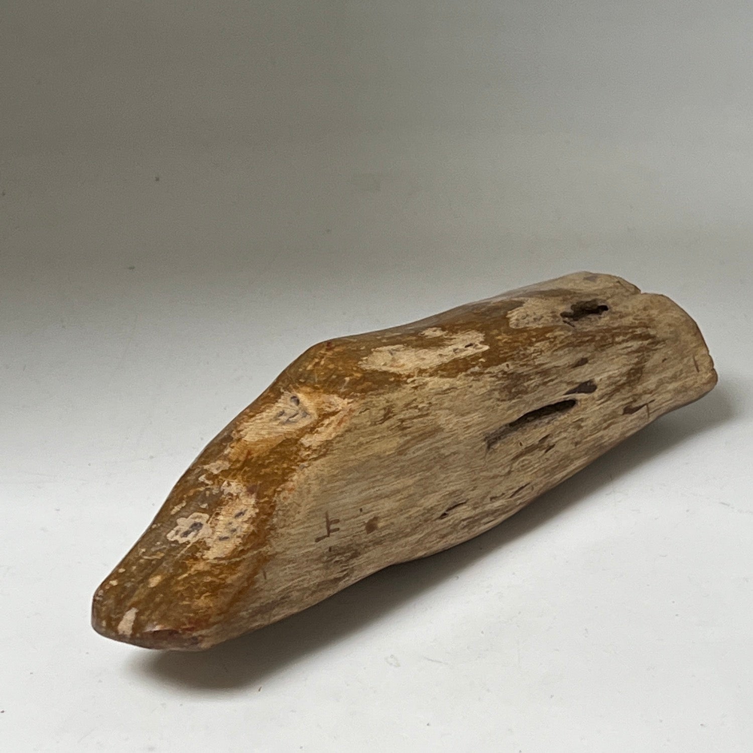 Unique Petrified wood from Java