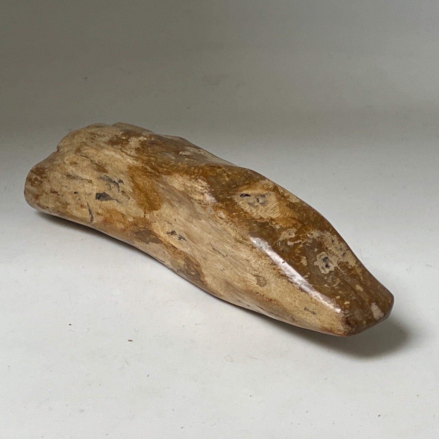 Unique Petrified wood from Java