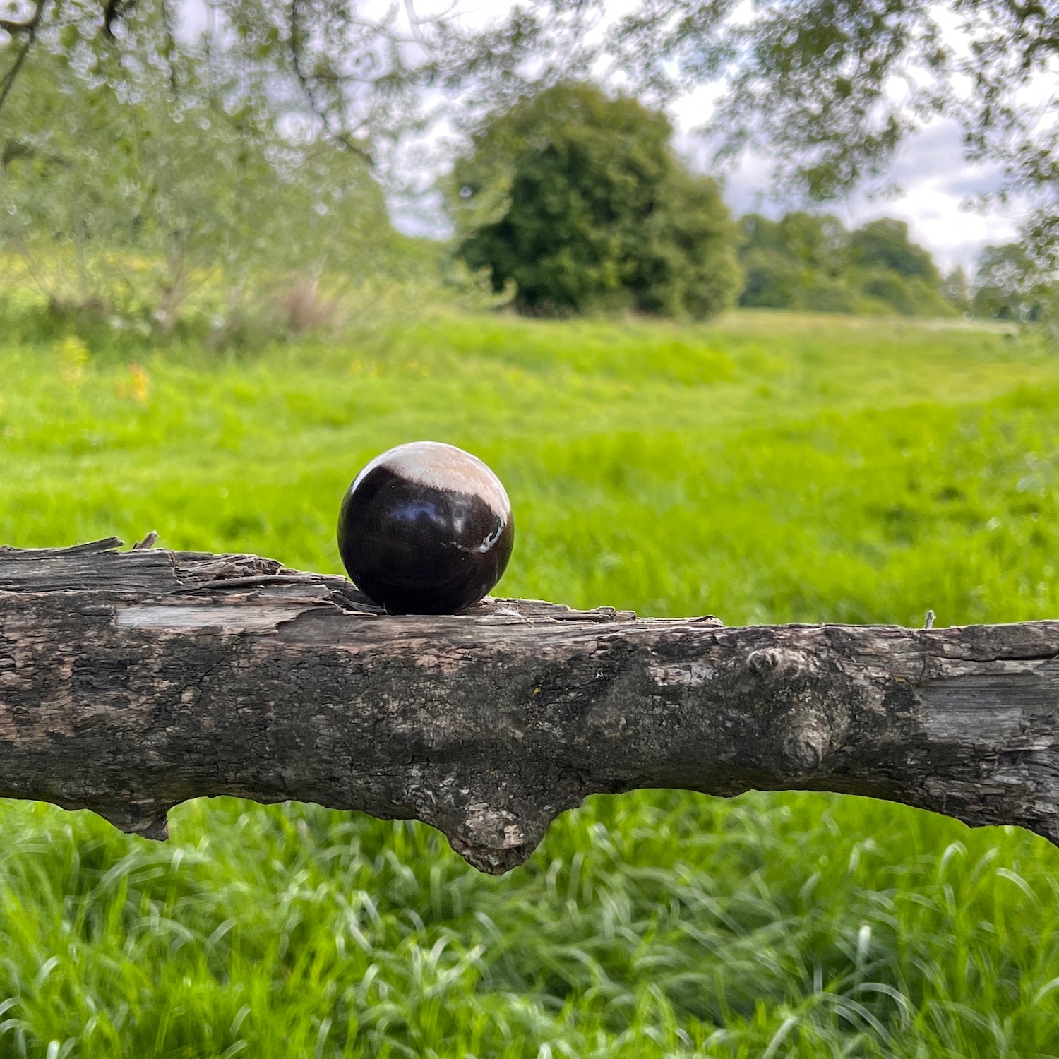 Unique Petrified wood Sphere  from Java