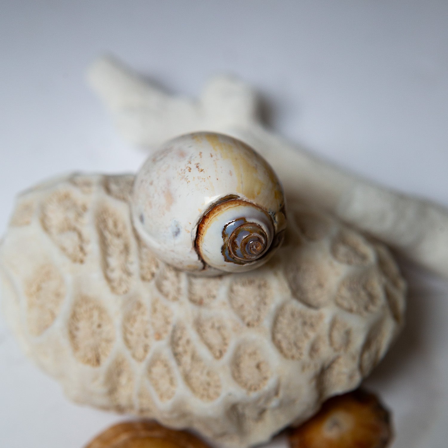 Agatized Gastropod Fossils