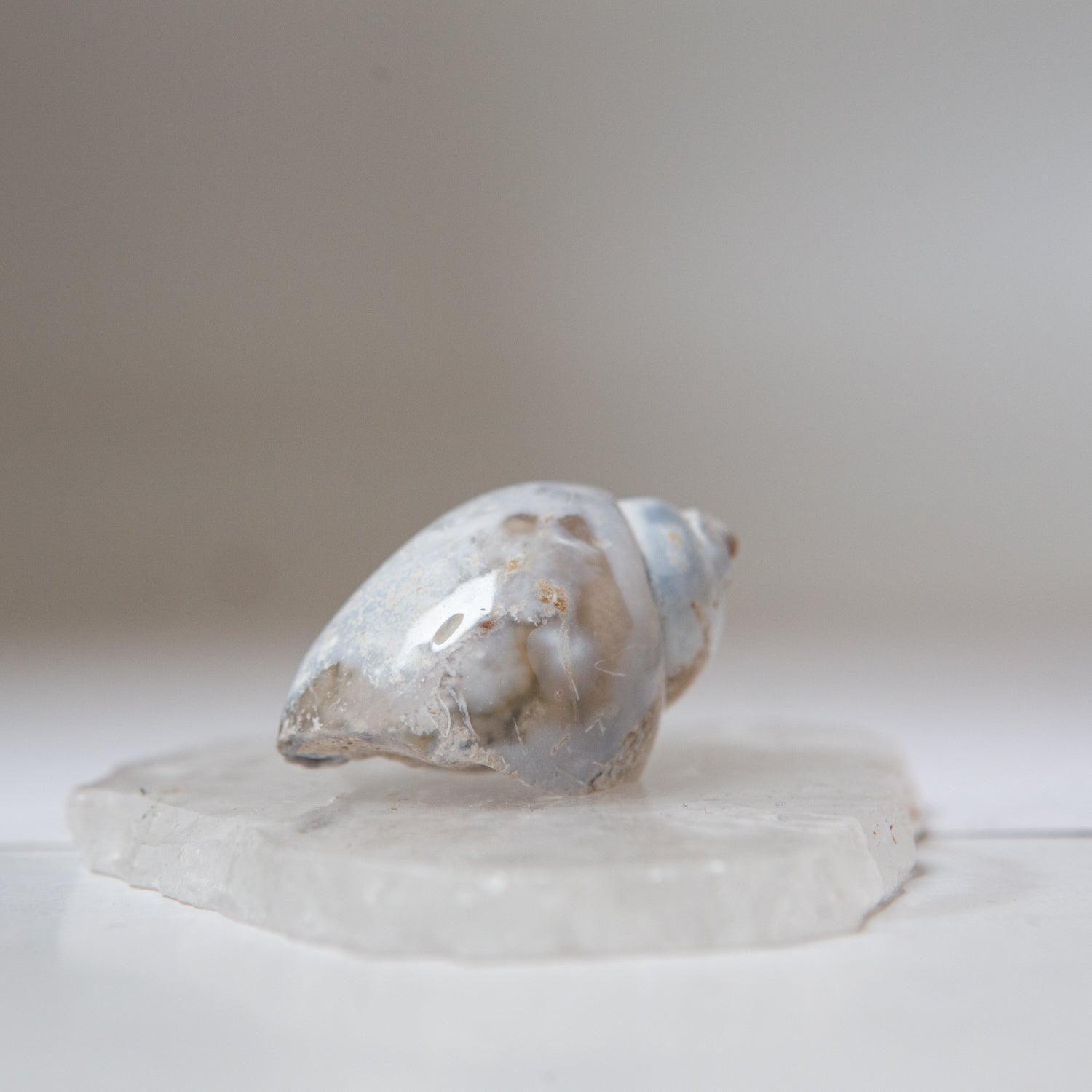 Agatized Gastropod Fossils