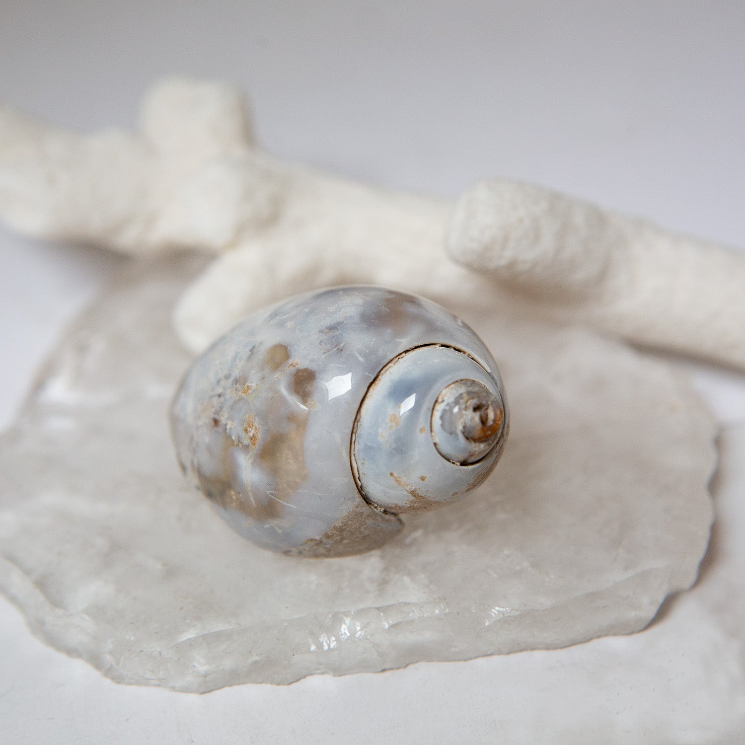 Agatized Gastropod Fossils
